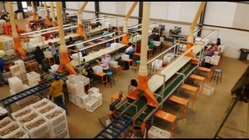  LINHA BENEFICIAMENTO DE ALHO PARA CONSUMO 