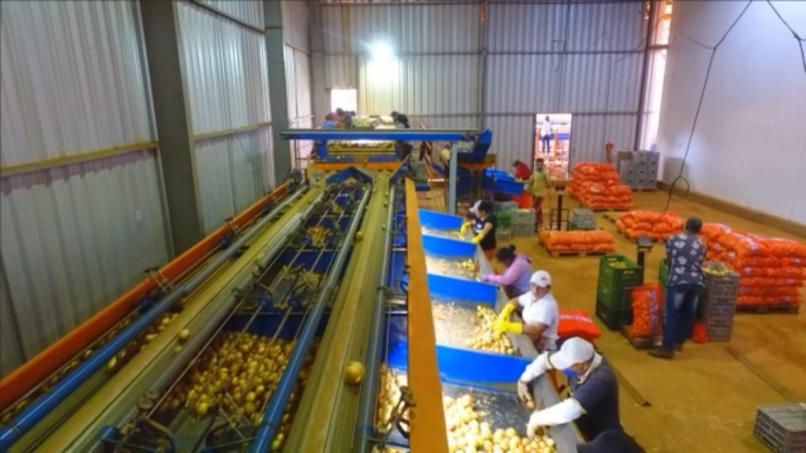 MAQUINA BENEFICIAMENTO DE CEBOLA 